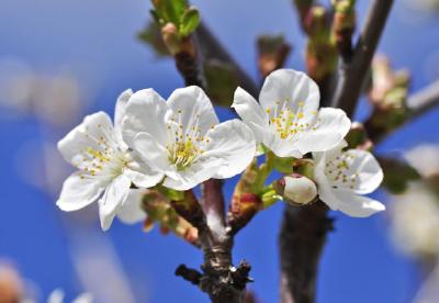 Kirschblüte