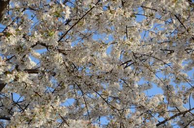 Vårblomning