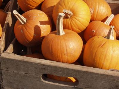 Pumpkins jigsaw puzzle