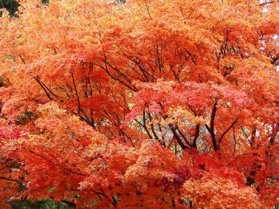 Herbstblätter