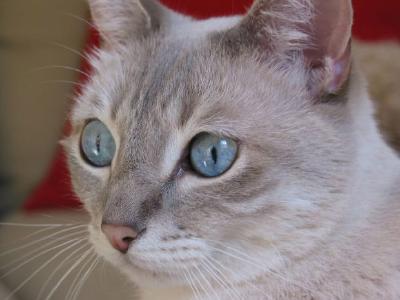Un gato de ojos azules