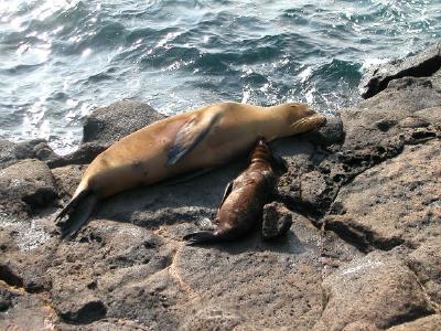 Seals