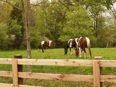 Trois chevaux