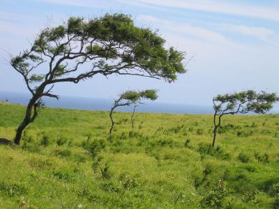 Árboles en el viento