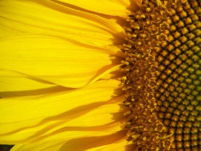 Sunflower- Macro
