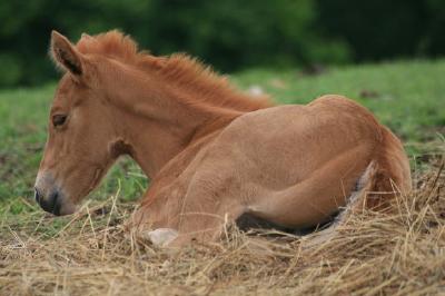 Jeune cheval