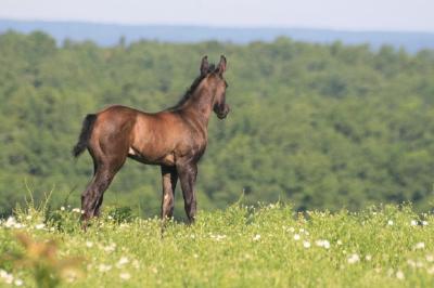 Un poney