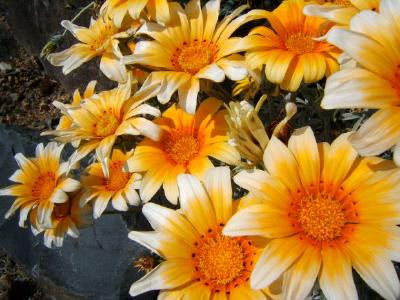 Yellow Gerbera jigsaw puzzle