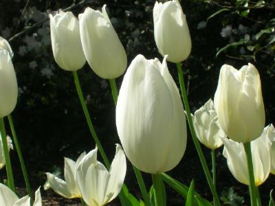 White Tulips