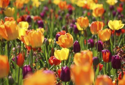 Tulipes multicolores