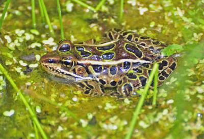 Grenouille léopard