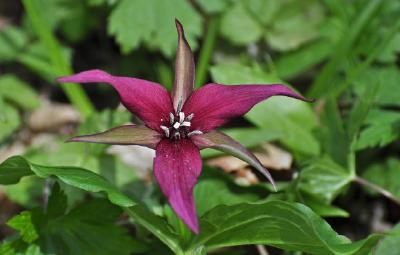 Czerwony Trillium