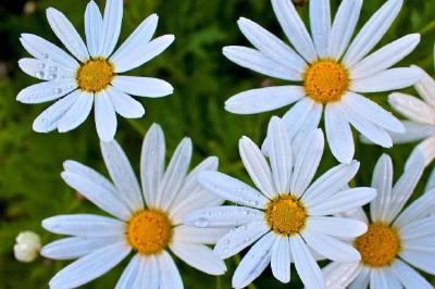 White Daisies