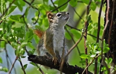 Red Squirrel jigsaw puzzle