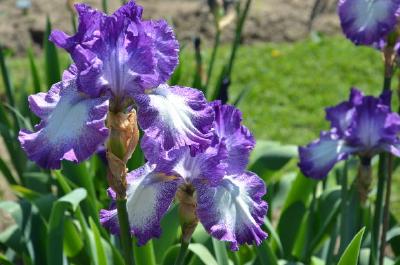 Iris Flowers