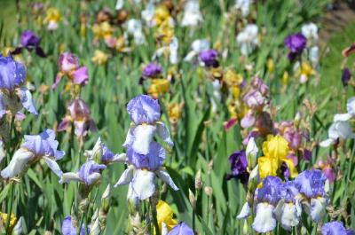 Iris flowers