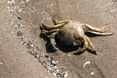 螃蟹在沙灘上