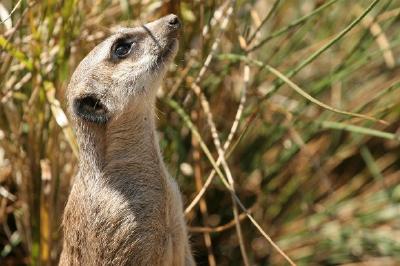 Meerkat