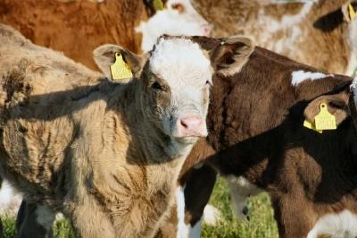 Cows jigsaw puzzle