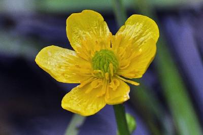 Flor de caléndula de pantano