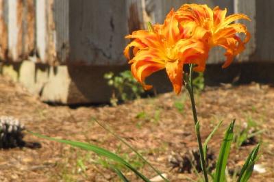 Orange Lily