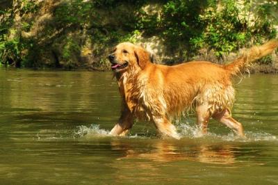 水中的金毛尋回犬