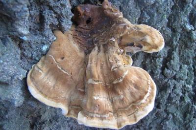 Brown Fungus