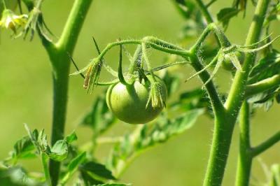 Tomates Verdes