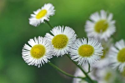 Fleurs sauvages