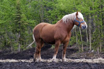 Un caballo marrón