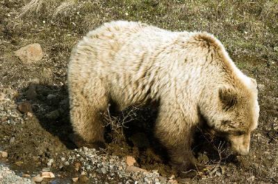 Um urso pardo