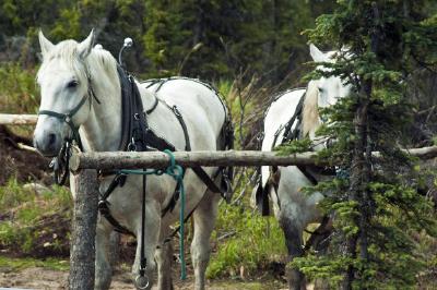 Chevaux blancs