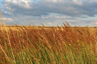 Countryside Landscape