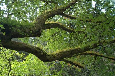 Arbre Sequoia