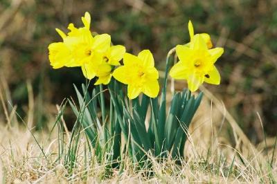 Narcisos amarillos