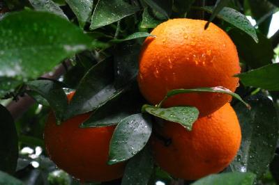 Naranjas