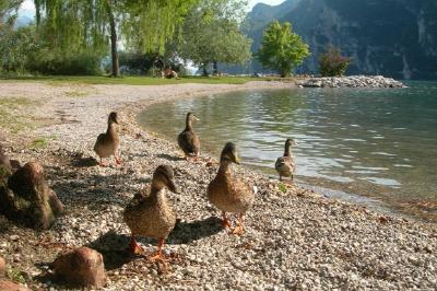 Patos na praia