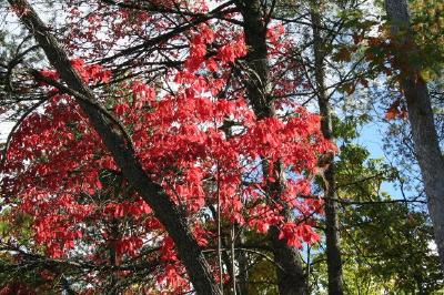 Pink Leaves