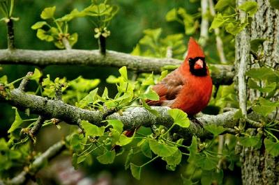 Ein Vogel