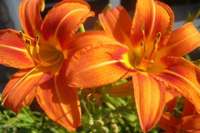 Tiger Lily jigsaw puzzle