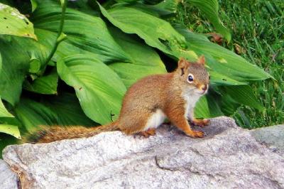 Squirrel jigsaw puzzle