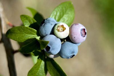 Blueberries