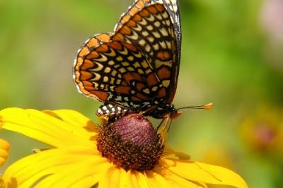 Mariposa