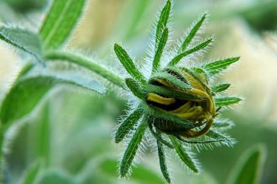 Botão de flor