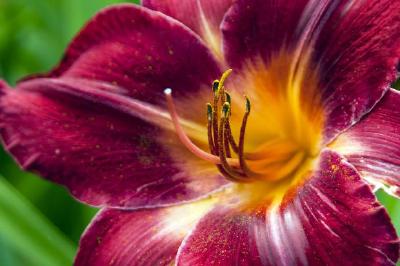 Lily pourpre