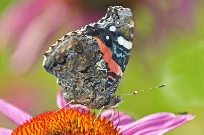 Red Admiral Butterfly jigsaw puzzle