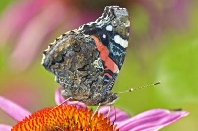 Almirante rojo mariposa