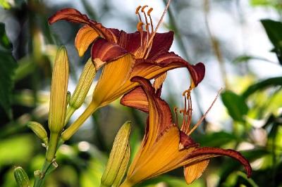 Lilies