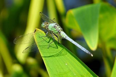 Dragonfly on a leaf