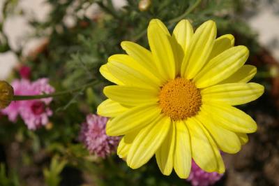 Chrysanthème jaune